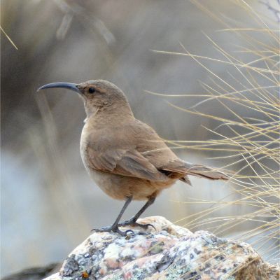 Buff Breasted Earthcreeper (2)